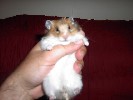 Hamster Photo Nr. 281