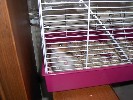 Hamster Photo Nr. 283