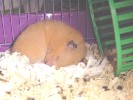 Hamster Photo Nr. 287