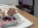 Hamster Photo Nr. 292
