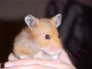Hamster Photo Nr. 294