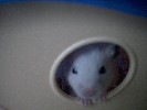 Hamster Photo Nr. 297