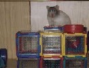 Hamster Photo Nr. 302