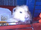 Hamster Photo Nr. 311