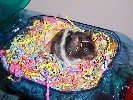 Hamster Photo Nr. 314