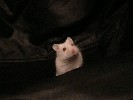 Hamster Photo Nr. 317