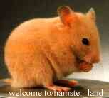 Hamster Photo Nr. 31