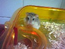 Hamster Photo Nr. 322