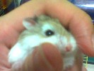 Hamster Photo Nr. 326