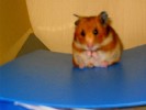 Hamster Photo Nr. 331