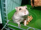 Hamster Photo Nr. 333
