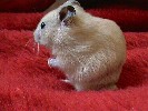 Hamster Photo Nr. 336