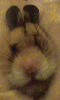 Hamster Photo Nr. 337