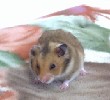 Hamster Photo Nr. 338
