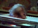 Hamster Photo Nr. 340