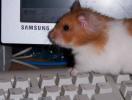 Hamster Photo Nr. 347