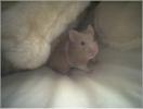 Hamster Photo Nr. 354