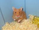 Hamster Photo Nr. 355