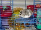 Hamster Photo Nr. 363