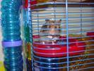 Hamster Photo Nr. 364