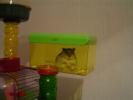 Hamster Photo Nr. 382