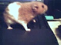 Hamster Photo Nr. 38