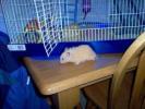 Hamster Photo Nr. 397