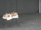 Hamster Photo Nr. 399