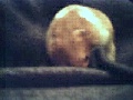 Hamster Photo Nr. 39
