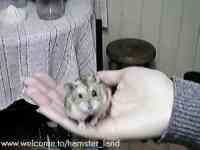 Hamster Photo Nr. 3