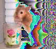 Hamster Photo Nr. 406