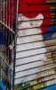 Hamster Photo Nr. 408