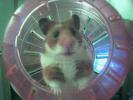 Hamster Photo Nr. 413
