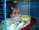 Hamster Photo Nr. 423