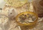 Hamster Photo Nr. 432
