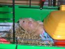 Hamster Photo Nr. 438