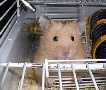 Hamster Photo Nr. 46