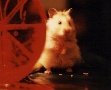 Hamster Photo Nr. 47