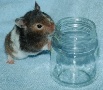 Hamster Photo Nr. 48