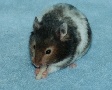 Hamster Photo Nr. 49
