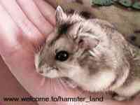 Hamster Photo Nr. 4