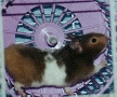 Hamster Photo Nr. 50