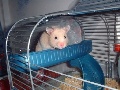 Hamster Photo Nr. 51