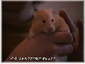 Hamster Photo Nr. 52