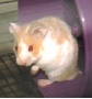 Hamster Photo Nr. 53