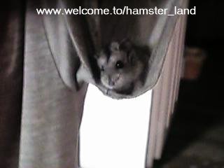 Hamster Photo Nr. 5