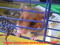 Hamster Photo Nr. 6