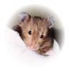Hamster Photo Nr. 70