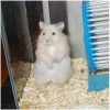 Hamster Photo Nr. 81