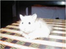 Hamster Photo Nr. 84